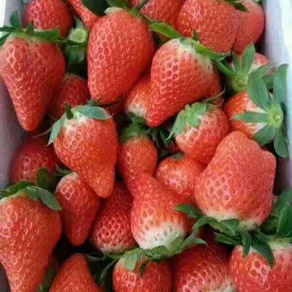 甜寶草莓