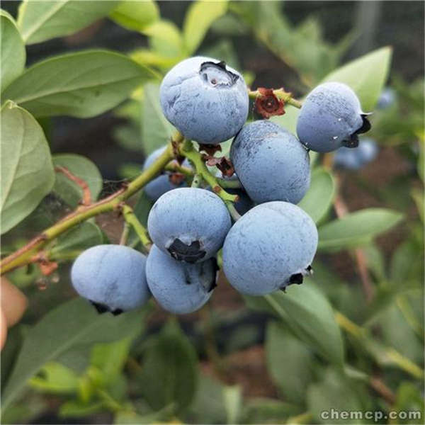 h5藍莓苗