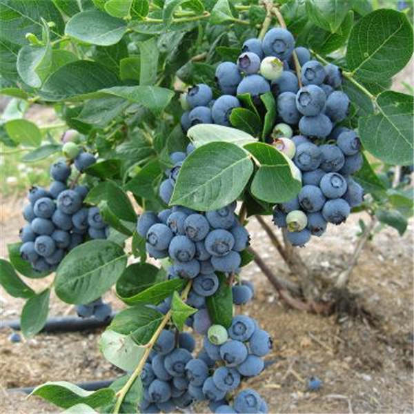 藍豐藍莓樹苗