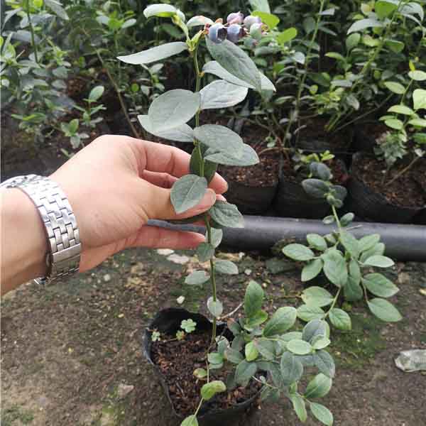 綠寶石藍莓苗的價格，哪里有綠寶石藍莓苗